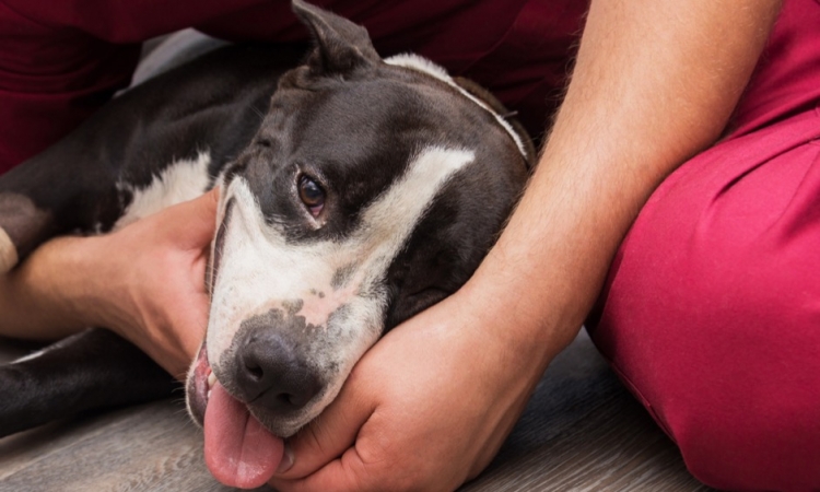 Ipoglicemia nel cane e nel gatto, sintomi e cause